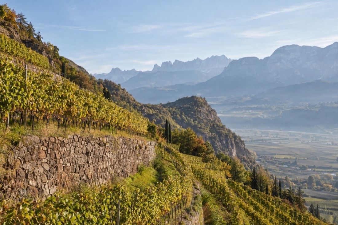 Vigneti terrazzati dell’Alto Adige davanti alle montagne